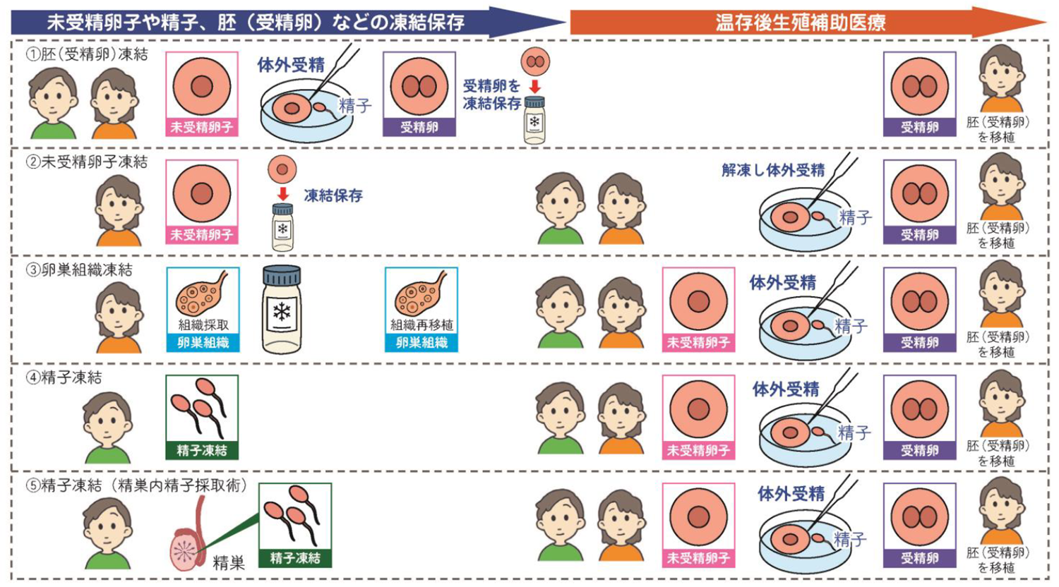 生殖機能温存治療（妊孕性温存療法）と妊娠のための治療（温存後生殖補助医療）のイラストを用いた説明画像